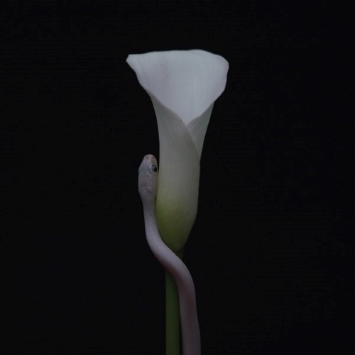 Parrhesia album cover